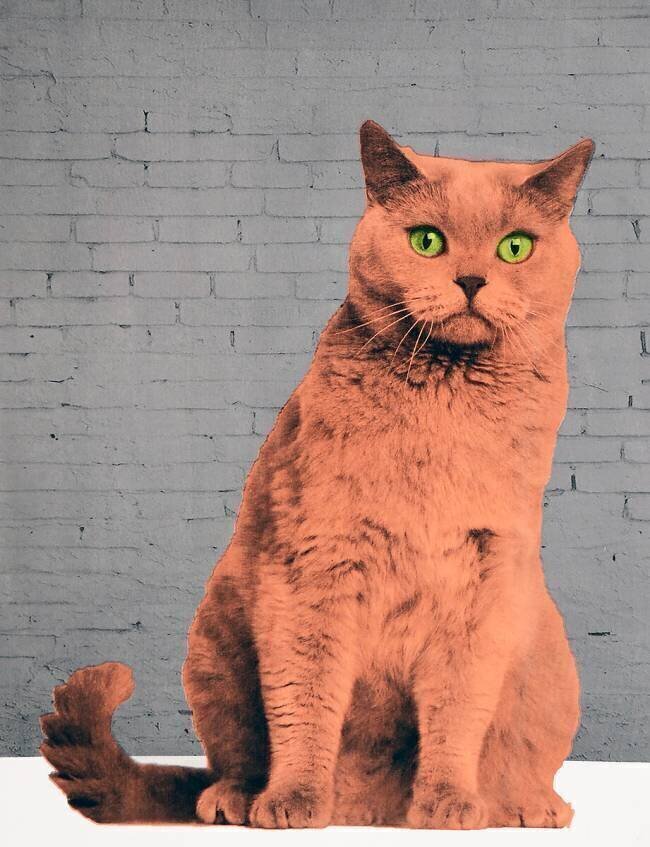 Tout le monde veut être un chat Anne Storno
