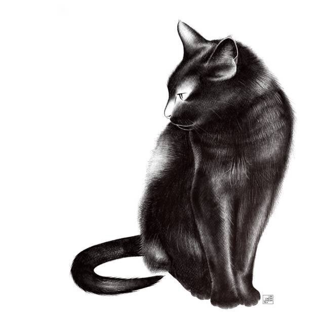 Un chat noir nommé Chiko Léa Chounlamountry