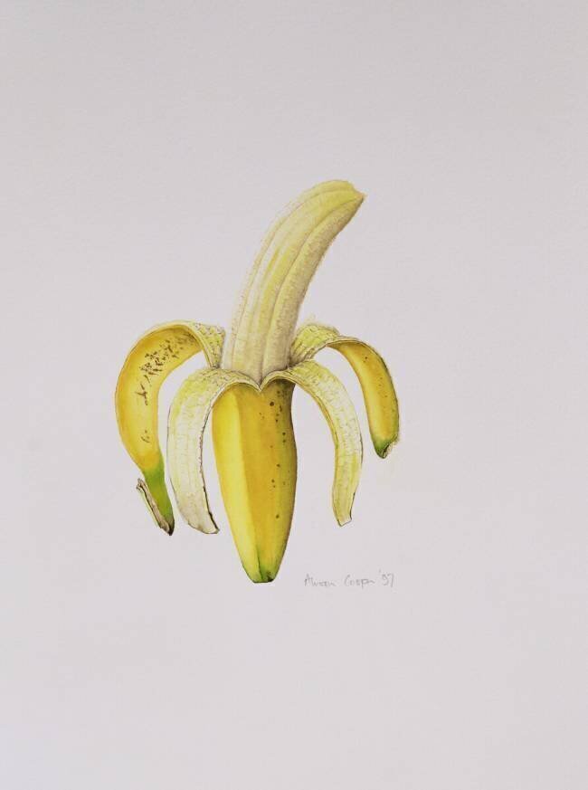 Une banane à moitié épluchée Alison Cooper