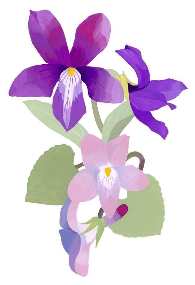 Viola mandshurica Hiroyuki Izutsu