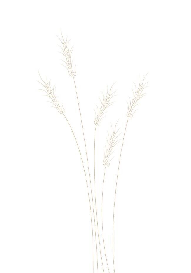 Wheat Grass 1x Studio II