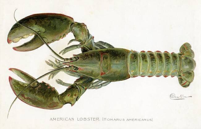 American Lobster Sherman Foote Denton