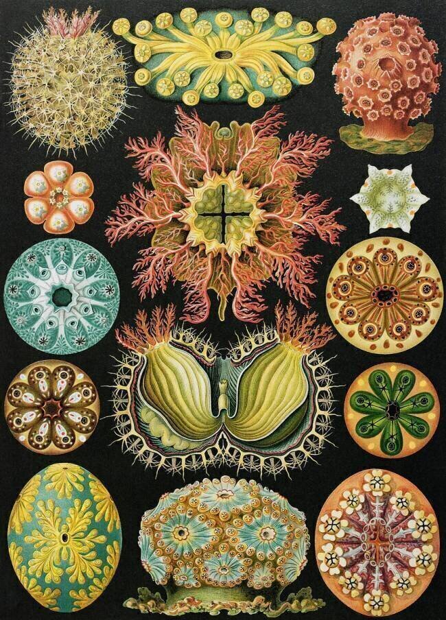 Ascidiae organisms Ernst Haeckel