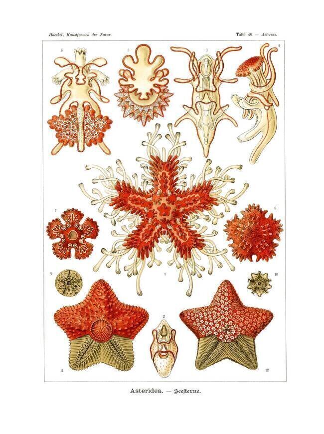 Asteridea Ernst Haeckel