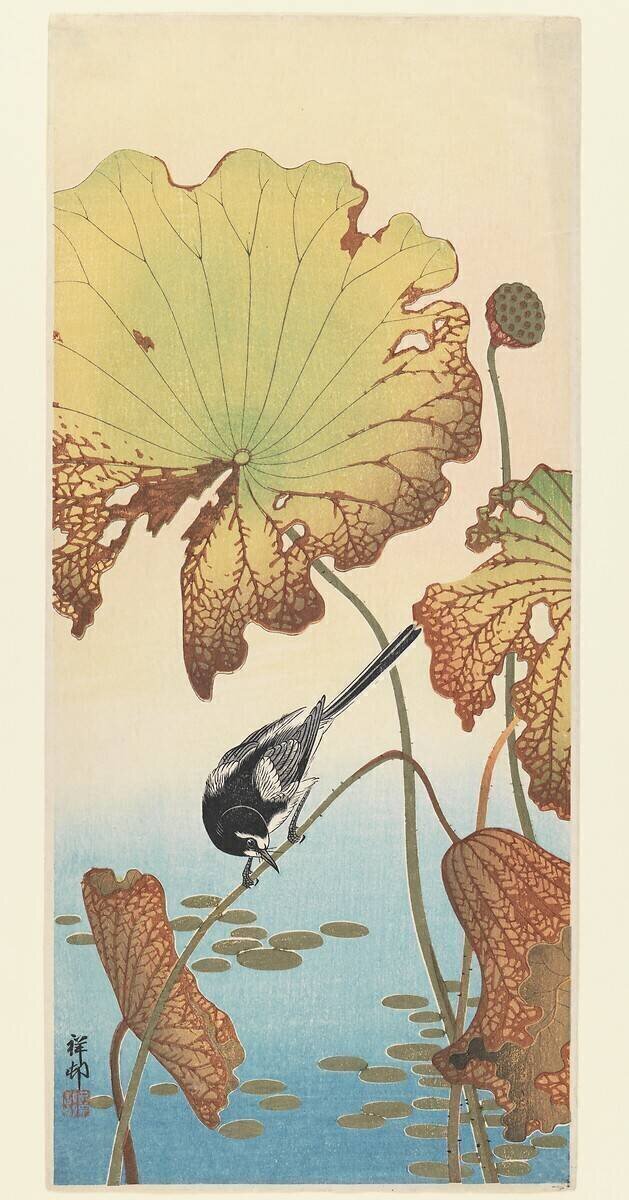 Bergeronnette et Lotus Ohara Koson