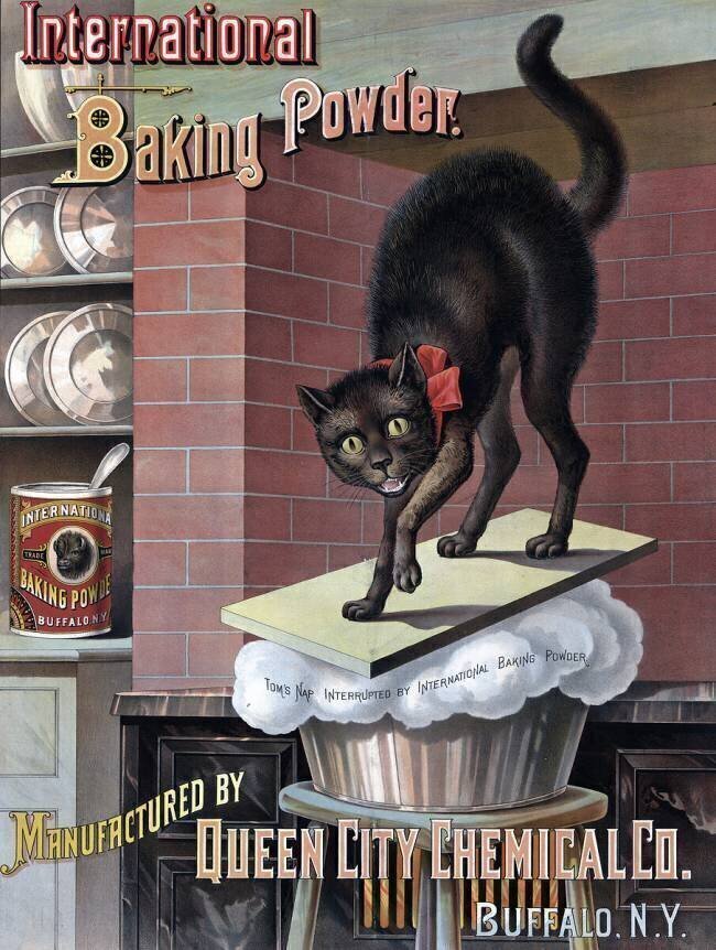 Black Cat Awakened by Rising Bread Dough anonyme