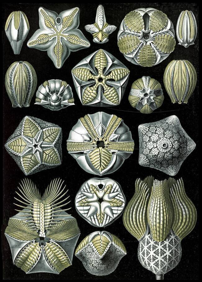 Blastoidea, Extinct Sea Buds Ernst Haeckel