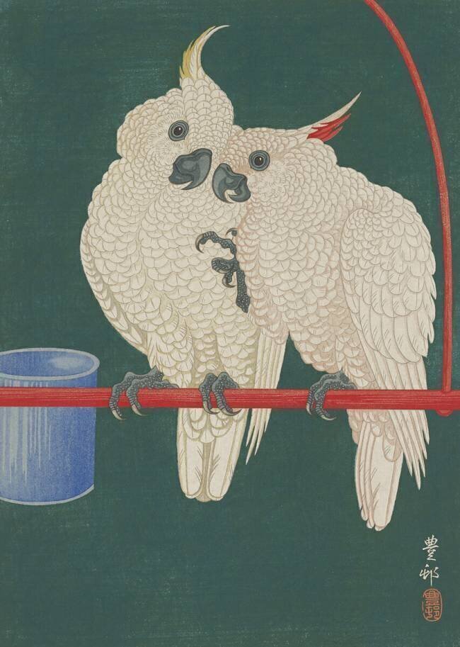 Cacatoès Ohara Koson