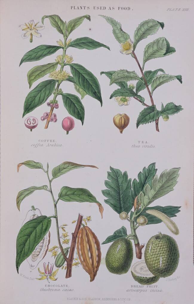 Café, thé, chocolat et fruits à pain W. Fitch