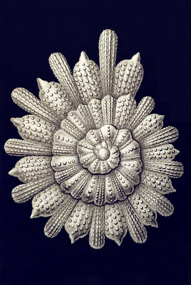 Calcarina clavigera Ernst Haeckel