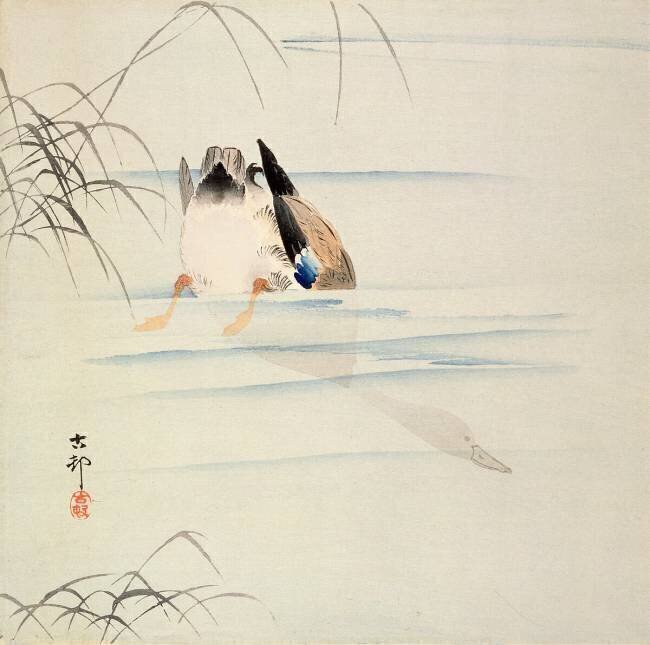 Canard plongeant Ohara Koson