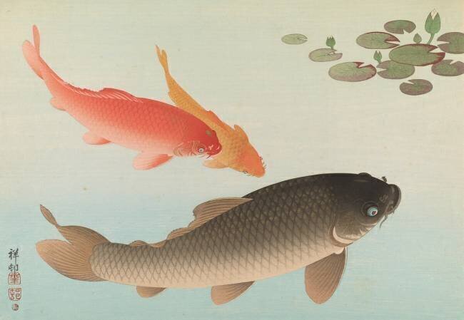 Carpe Ohara Koson
