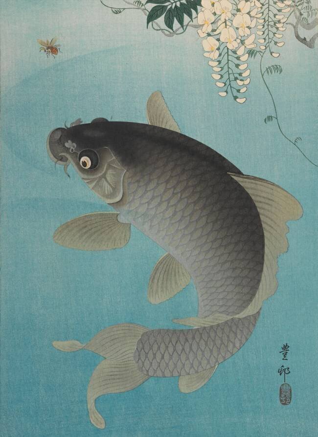 Carpe sous la glycine Ohara Koson