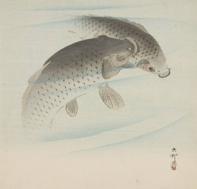 Carpes Ohara Koson