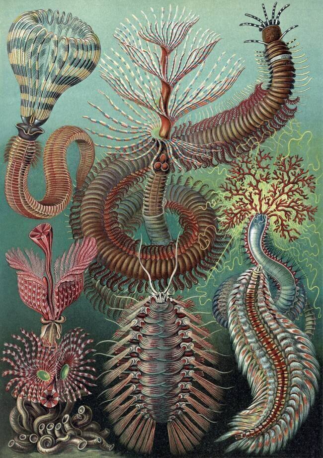 Chaetopoda, Marine Worms Ernst Haeckel