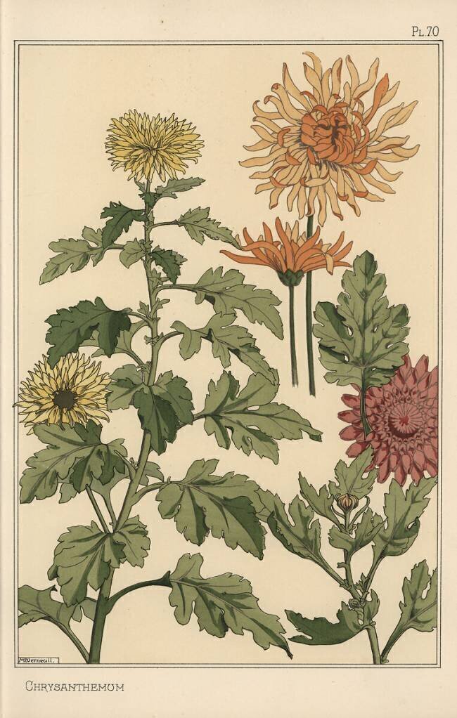 Chrysanthème Eugène Grasset