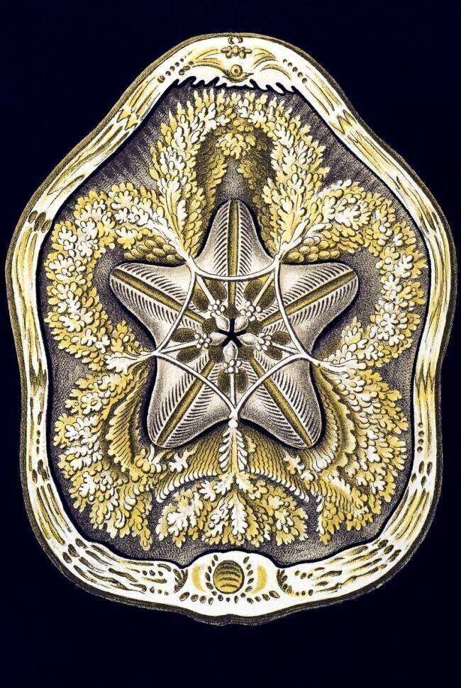 Clypeaster rosaceus Ernst Haeckel