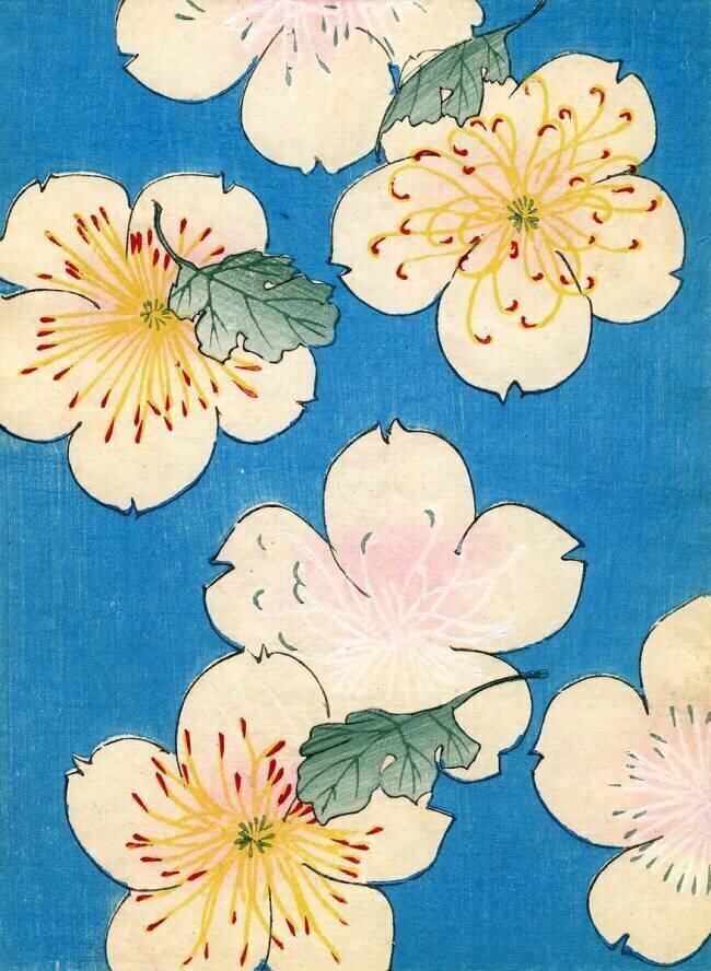 Colour woodblock print of Dogwood Blossoms anonyme