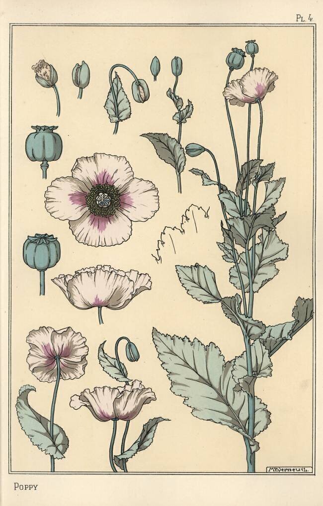 Coquelicot Eugène Grasset