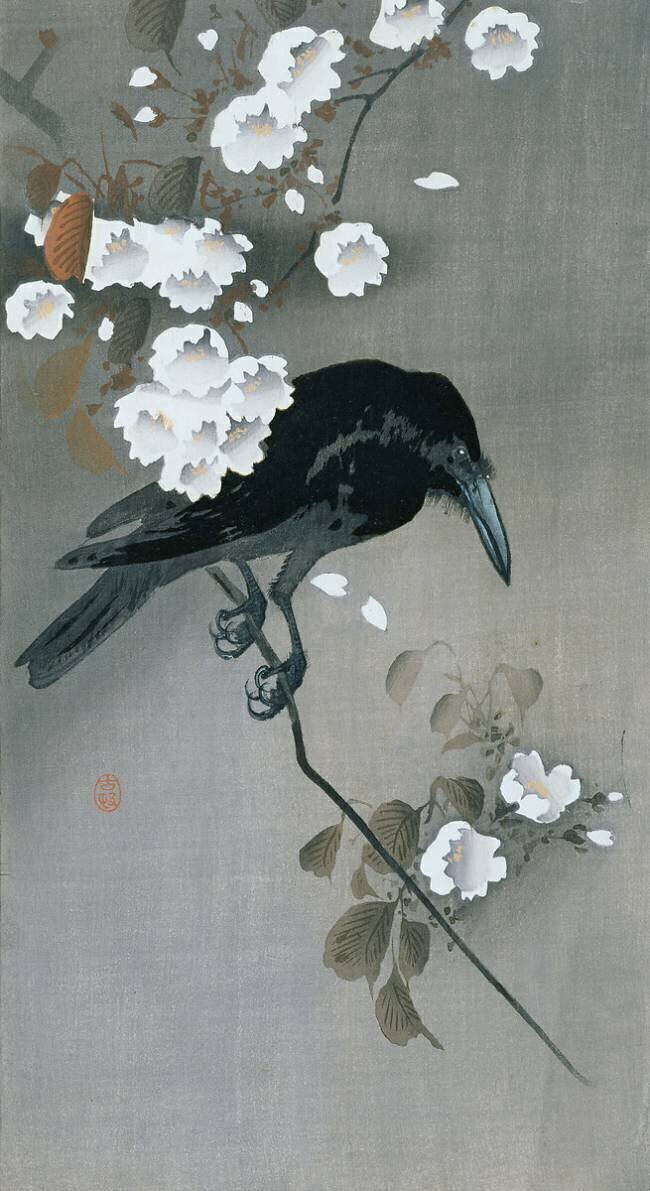 Corbeau dans une branche de cerisier en fleurs Ohara Koson