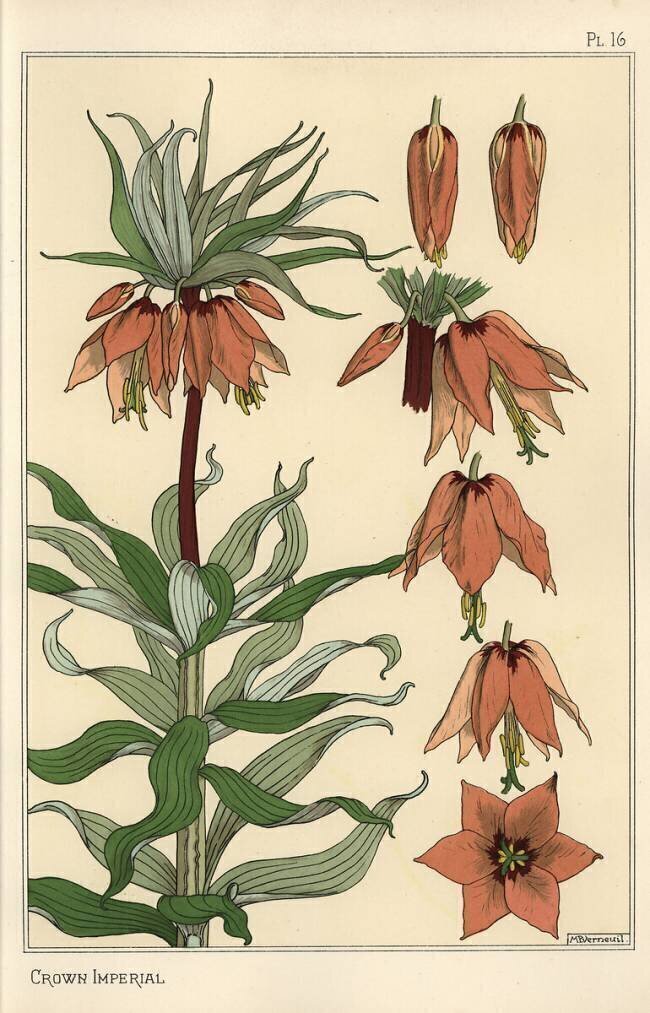 Crown imperial Eugène Grasset