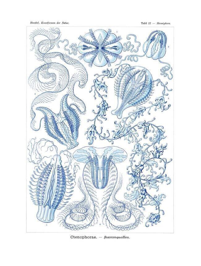 Ctenophorae Ernst Haeckel