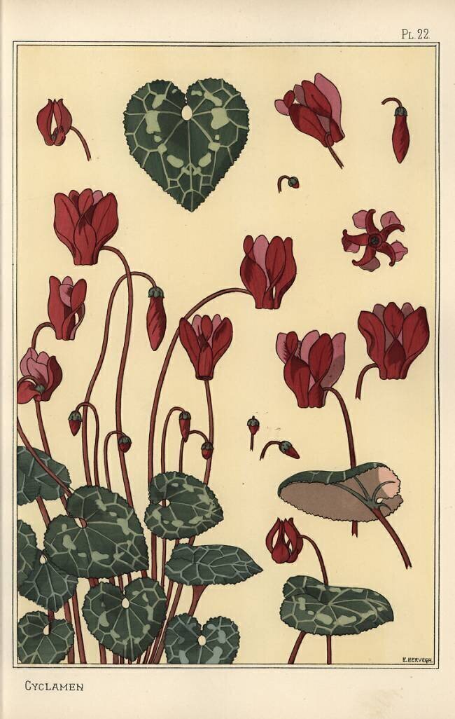 Cyclamen Eugène Grasset