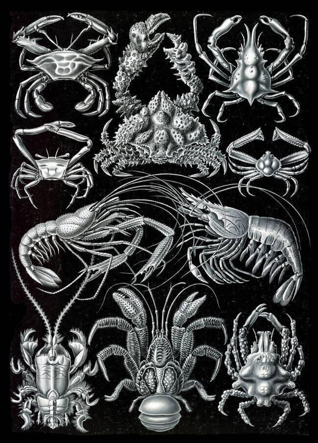 Decapoda, Crabs Ernst Haeckel