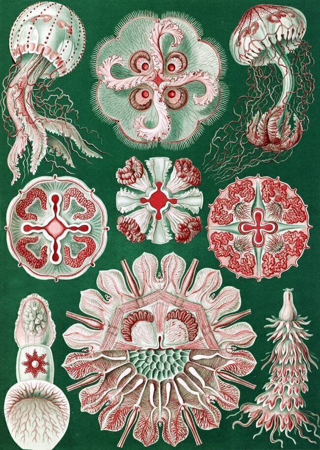Discomedusae jellyfish Ernst Haeckel