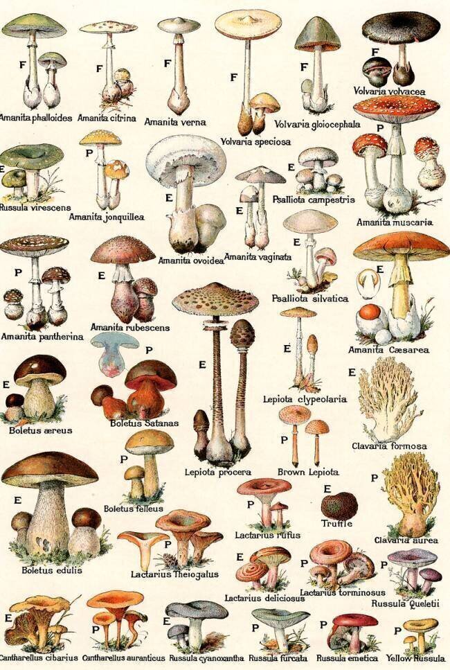 Edible and Poisonous Mushrooms anonyme