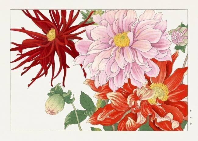 Fleur de dahlia Tanigami Kônan