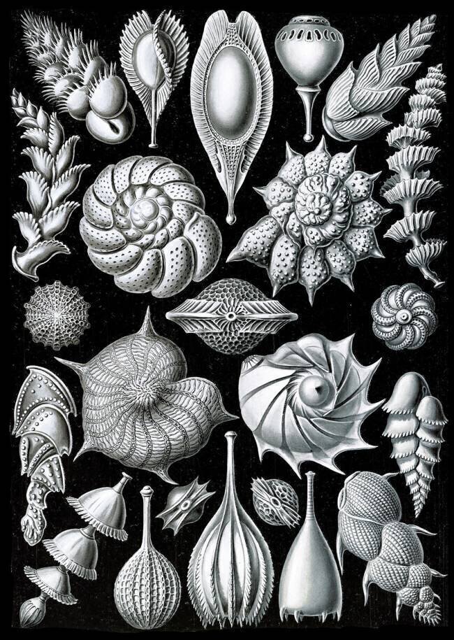 Foraminifera, Protists Ernst Haeckel