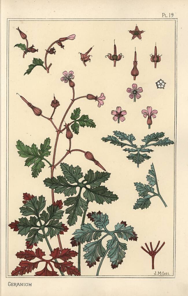 Géranium Eugène Grasset