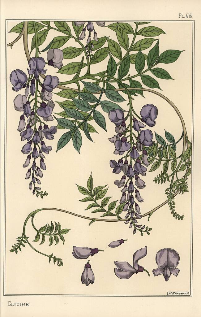 Glycine Eugène Grasset
