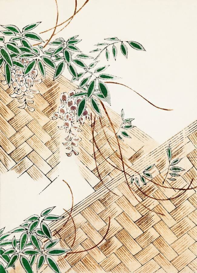 Glycine Watanabe Seitei