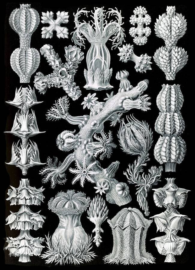 Gorgoniidae, Soft Corals Ernst Haeckel