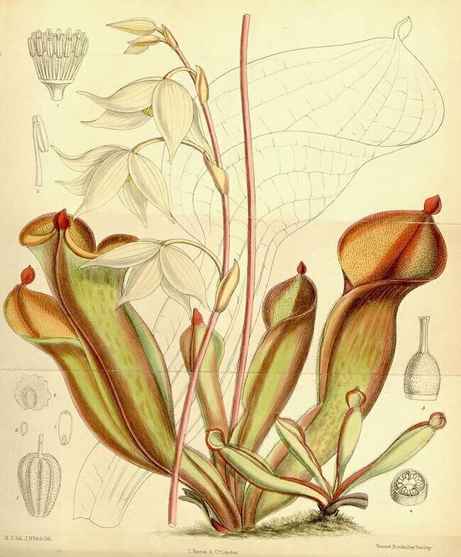 Heliamphora nutans Joseph Dalton Hooker