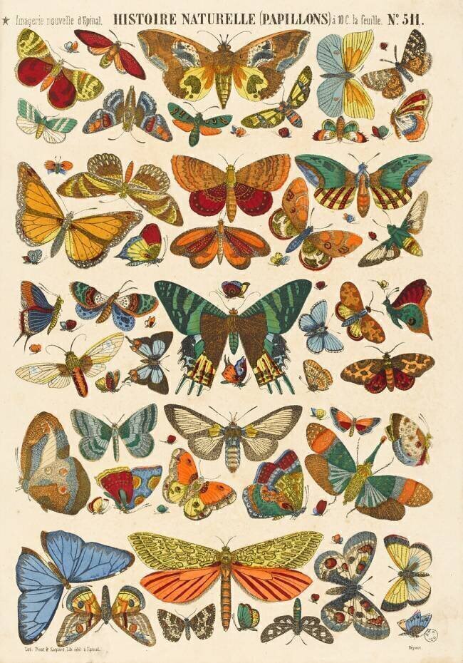 Histoire naturelle : papillons anonyme