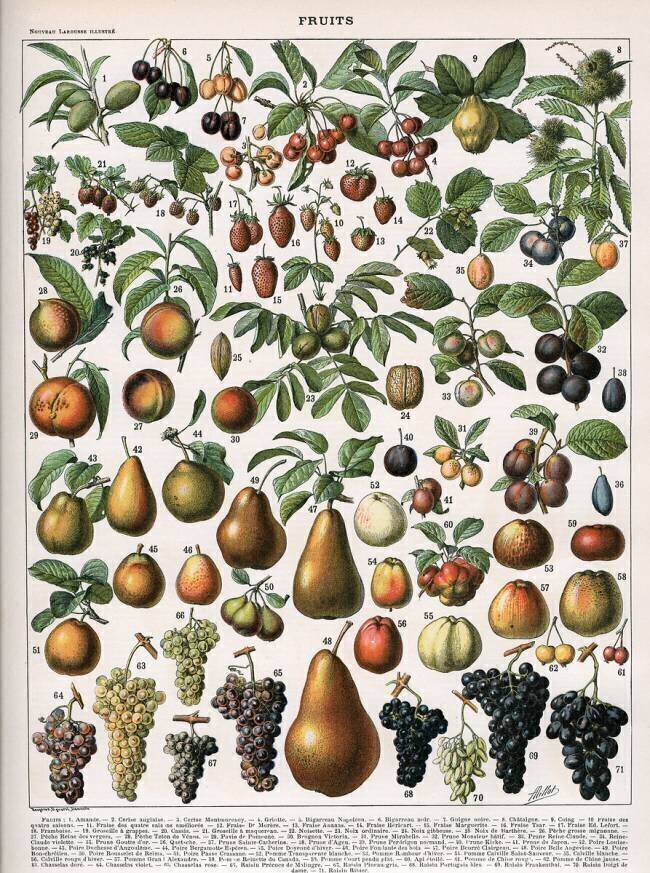 Illustration of Fruit Varieties Alillot