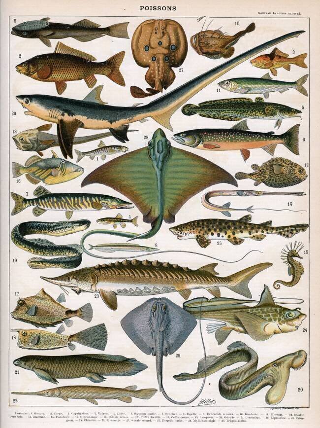 Illustration of Ocean Fish Alillot
