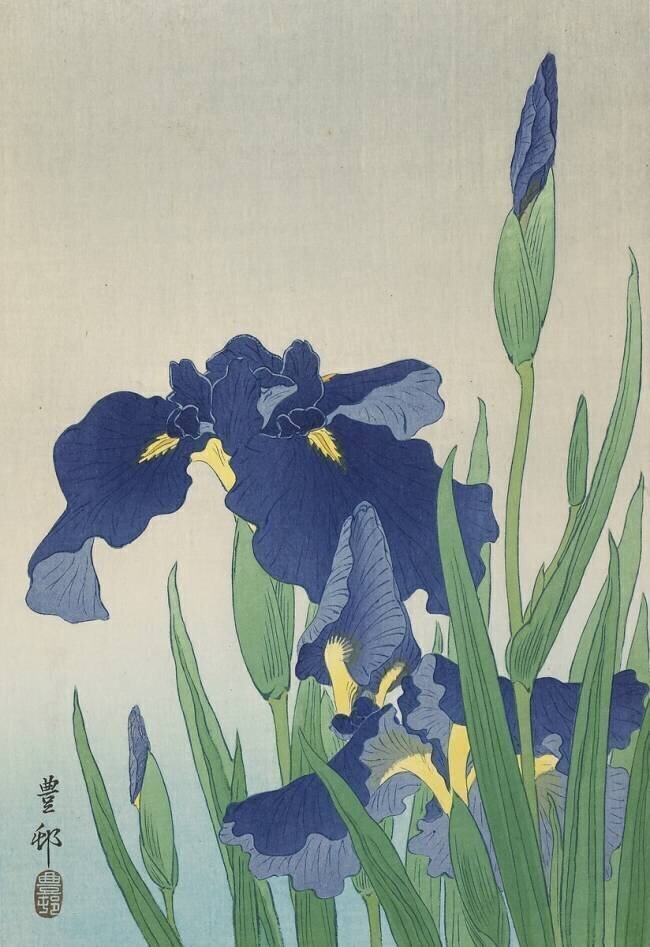 Iris Ohara Koson