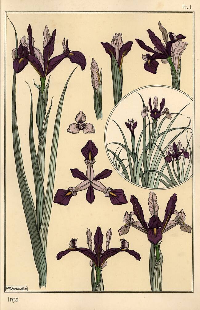 Iris Eugène Grasset