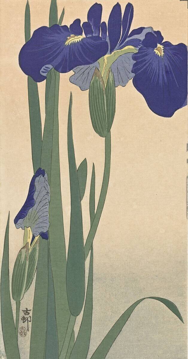 Iris bleus Ohara Koson