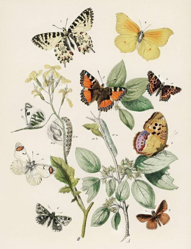 Kaléidoscope de papillons et de chenilles qui voltigent William Forsell Kirby