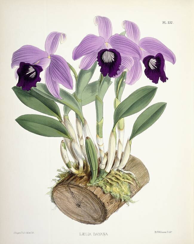 Laelia Dayana Walter Hood Fitch
