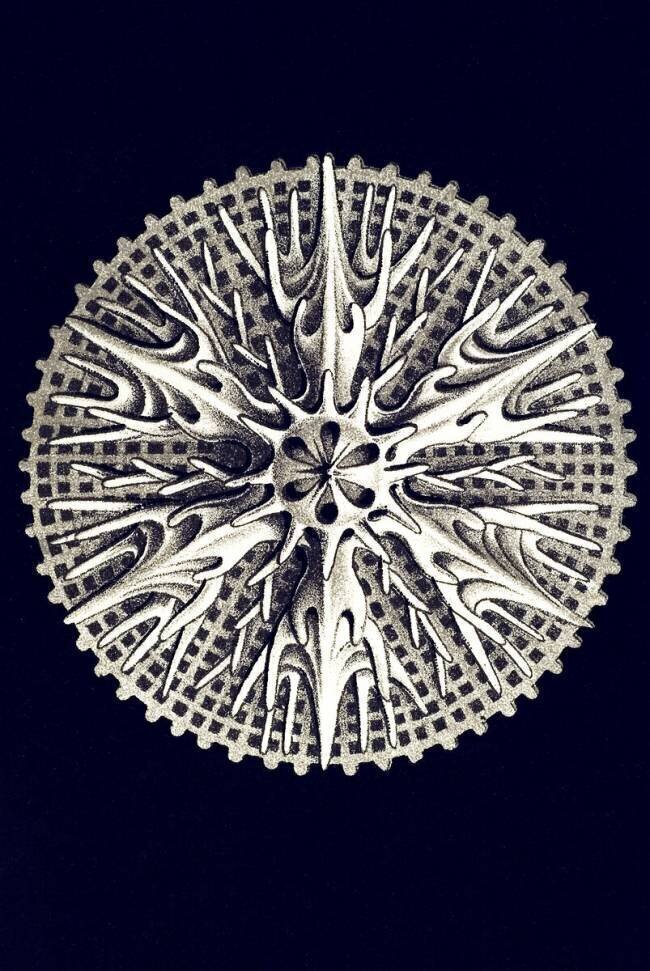 Leptopenus discus Ernst Haeckel