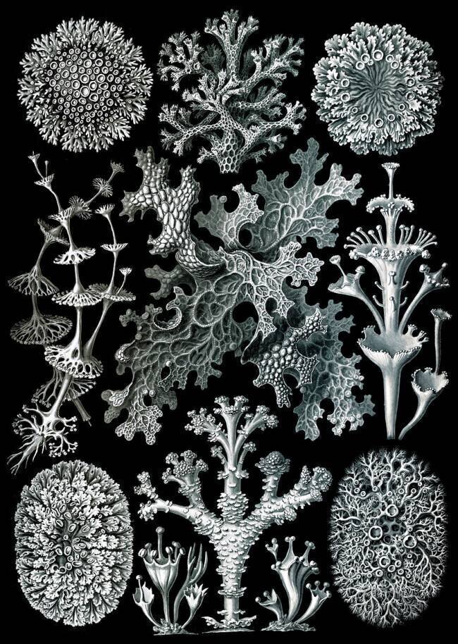Lichens Ernst Haeckel