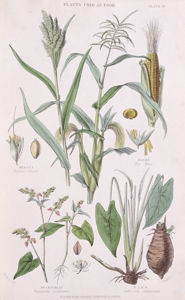 Millet W. Fitch