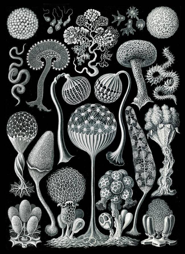Mycetozoa, Slime Molds Ernst Haeckel