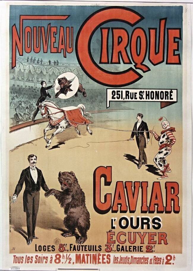 Nouveau Cirque... Caviar, l'Ours écuyer..., tous les soirs à 8h 1/2... A. F.